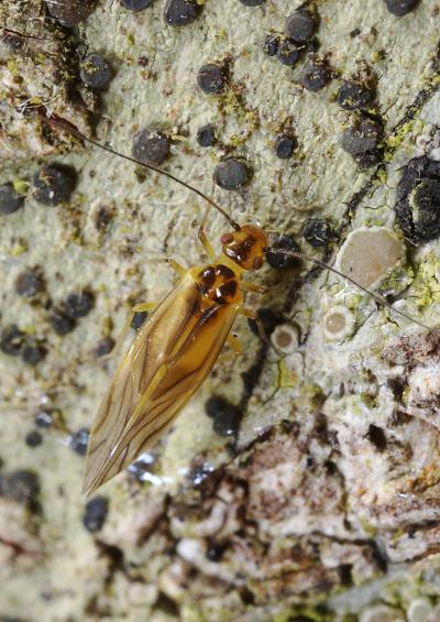 Barkfly Barkflies Booklice Psocoptera UK