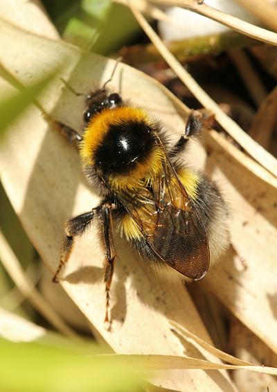 Bumble Cuckoo Honey Leaf Cutter Mining and Solitary Bees UK