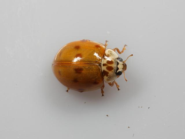 Adalia 10 punctata decempunctata Ten Spotted Ladybird