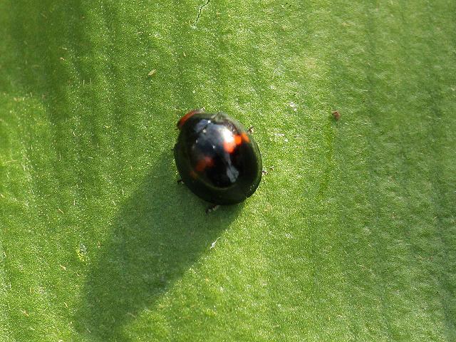 Chilocorus 2-pustulatus Heath or Heather ladybird Beetle Coleoptera Images