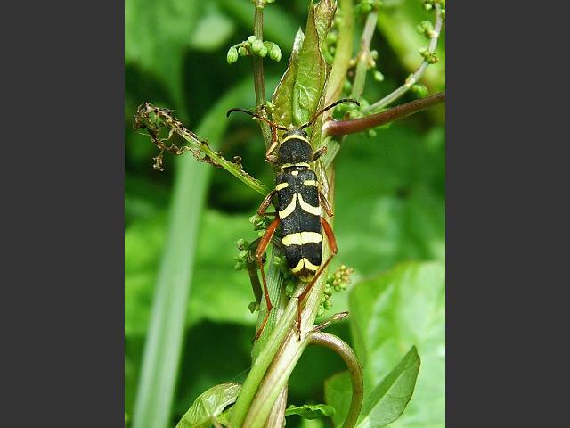 Clytus arietis Wasp Beetle Coleoptera Images