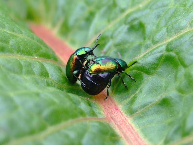 Gastrophysa viridula Green Dock Leaf Beetle Coleoptera Images