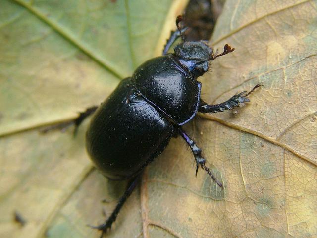 Geotrupes stercorarius D'or Beetle Coleoptera Images
