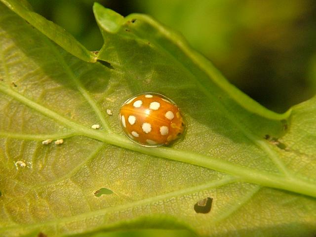 Halyzia sedecimguttata Sixteen or Orange Spotted Ladybird Beetle Coleoptera Images