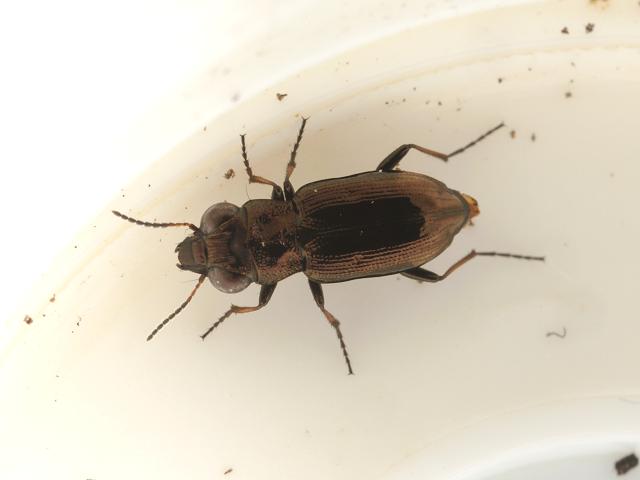 Notiophilus biguttatus Bronze Ground Beetle Coleoptera Images