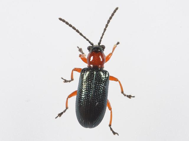 Oulema melanopus Cereal Leaf Beetle Coleoptera Images