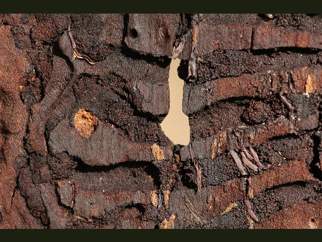 Scolytus multistriatus European Elm Bark Beetle Dutch Elm Disease Coleoptera Images