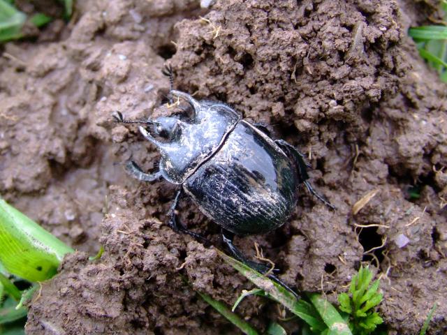 Typhaeus typhoeus Minotaur Beetle Coleoptera Images