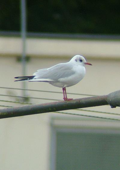 Seabirds Wildfowl Wader and Birds of Prey UK