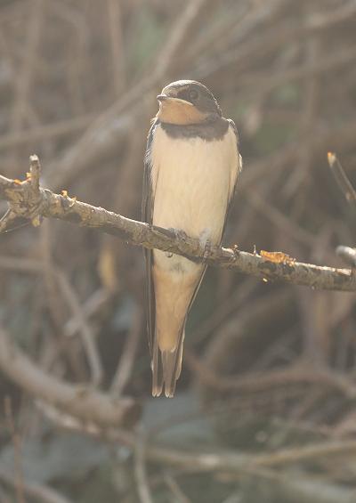 Perching Birds UK