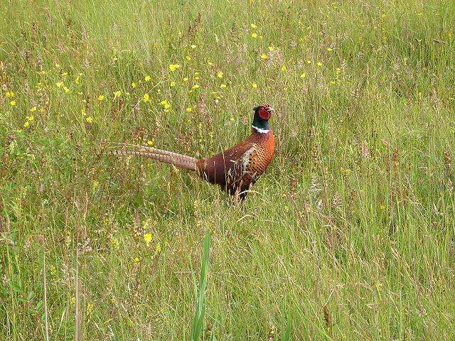 Pheasant Phasianus colchicus Bird Images