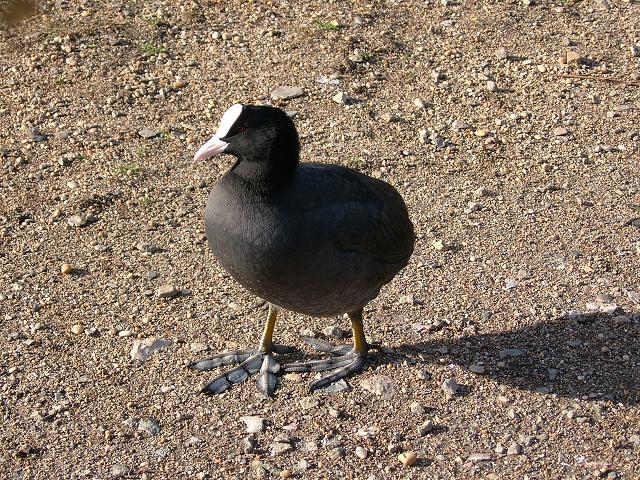 Coot Fulica atra Bird Images