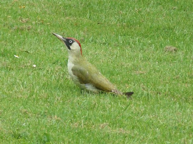 Green Woodpecker or Yaffle Picus viridis Bird Images