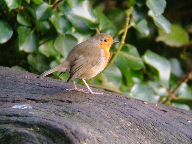 Robin Erithacus rubecula Bird Images