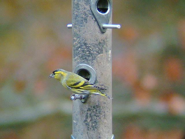 Siskin Carduelis spinus Bird Images