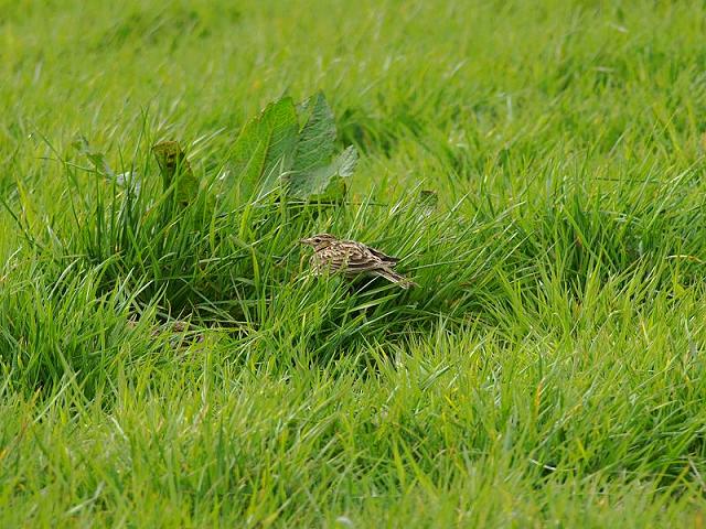 Skylark Alauda arvensis Bird Images