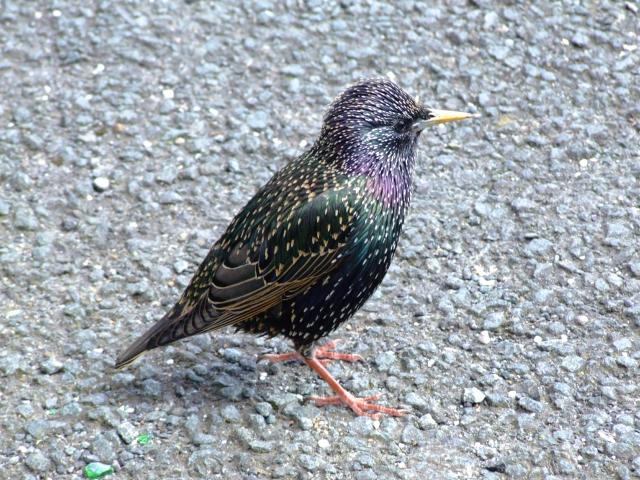 Starling Sturnus vulgaris Bird Images