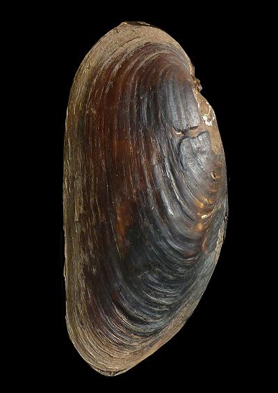 Freshwater Bivalves Mollusc Images UK