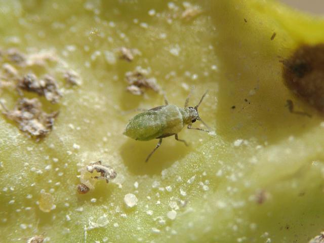 Hayhurstia atriplicis Chenopodium Aphid Bugs Homoptera Images