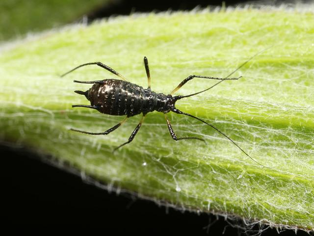 Uroleucon jaceae Large Knapweed Aphid Bugs Homoptera Images
