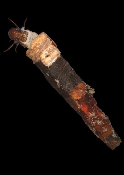 Caddisfly Trichoptera Images UK