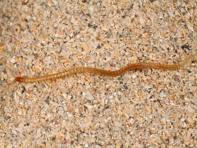 Geophilus fucorum seurati Geophilid Geophilidae Centipede images