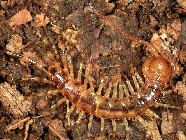 Lithobius variegatus Lithobiidae Common Banded Centipede image from Atlas of the Centipedes of Britain and Ireland by Tony Barber