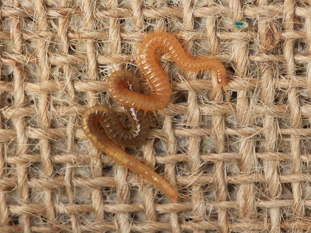 Stigmatogaster subterranea Himantariid Centipede images