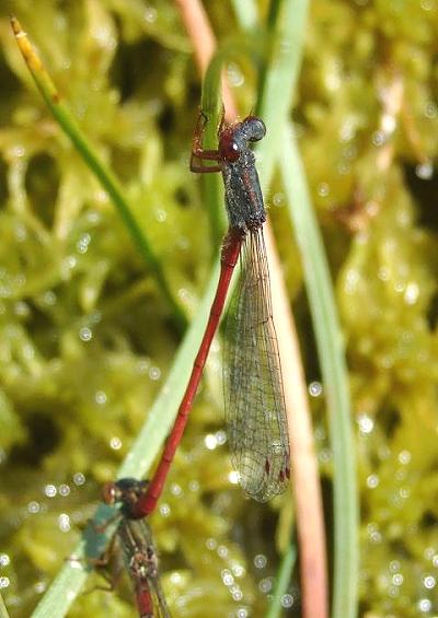 Damselfly Damselflies Demoiselle Images UK