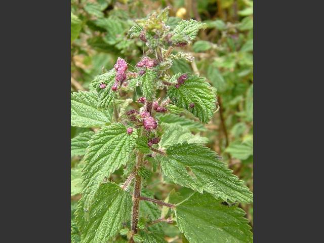 Dasineura urticae Nettle Gall Midge diptera images