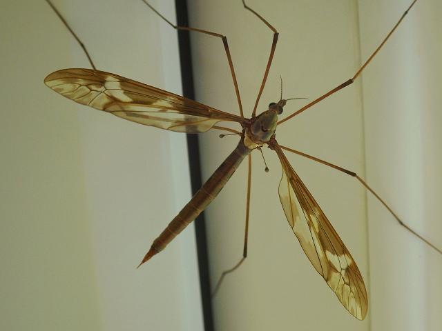 Tipula maxima Cranefly or Daddy Long Legs Tipulidae