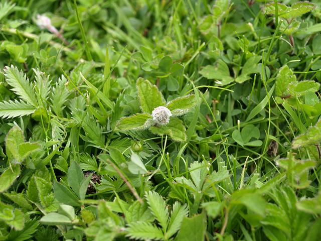Jaapiella veronicae Speedwell Hairy Gall Midge