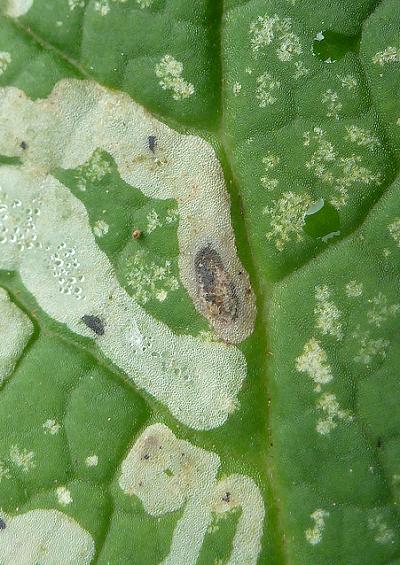 Flies Fly Diptera Gall Leaf Miner Images UK