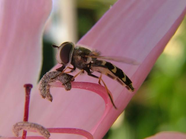 Scaeva pyrastri A Hoverfly Hoverflies Diptera Images