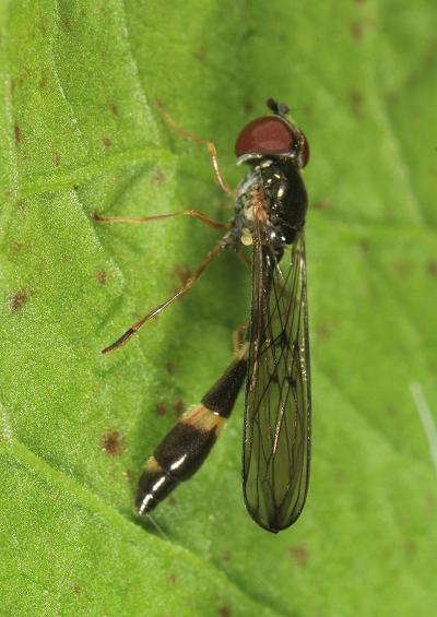 Hoverfly Hoverflies Dronefly Images UK