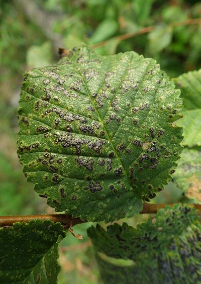 Mite Gall Mite and Tick Images UK