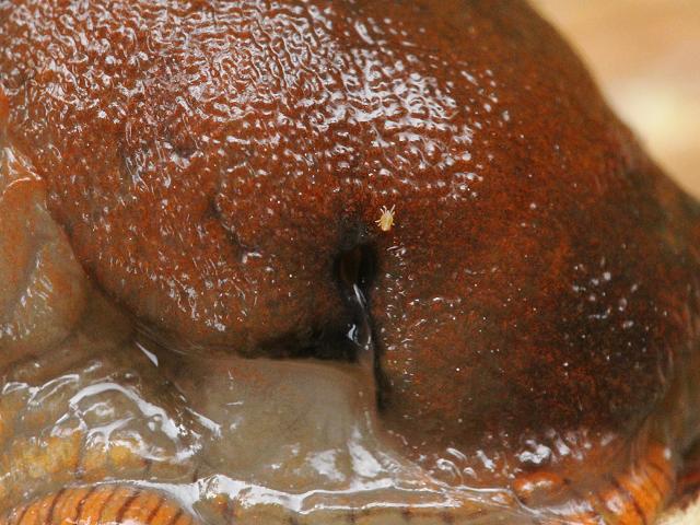 Riccardoella limacum Slug Mite and Tick Images