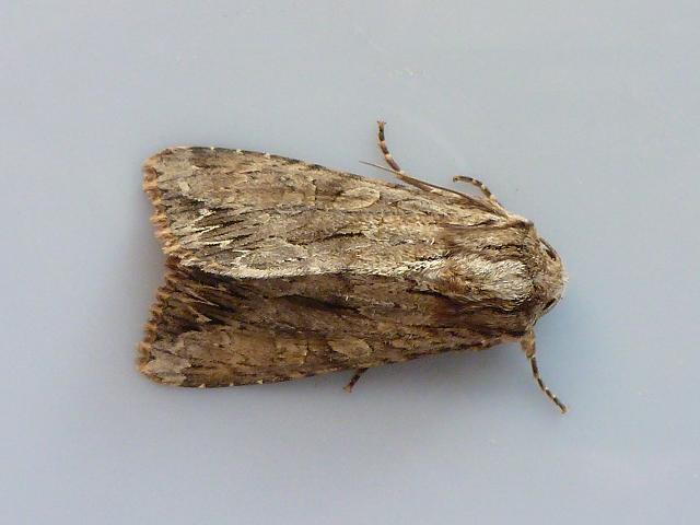 Apamea monoglypha Dark Arches Moth Images