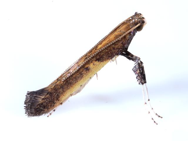 Caloptilia azaleella Azalea Leaf Miner Micro moth Images