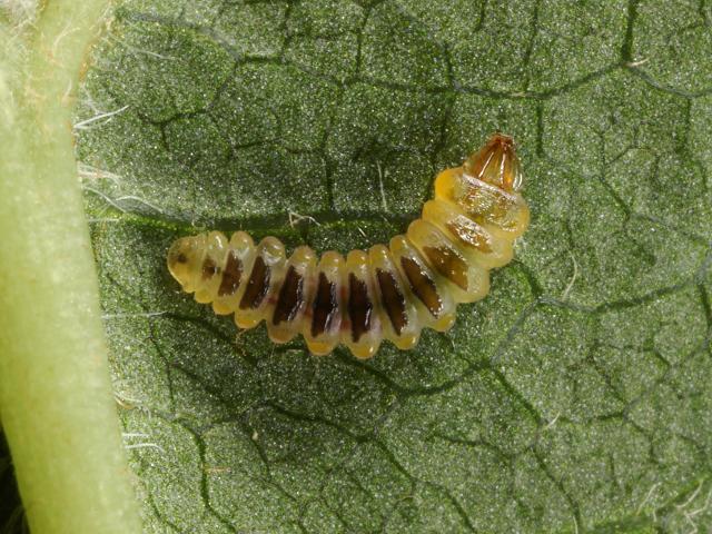 Cameraria ohridella Horse Chestnut Leaf miner Micro moth Images