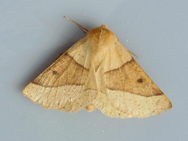 Crocallis elinguaria Scalloped Oak Moth Images