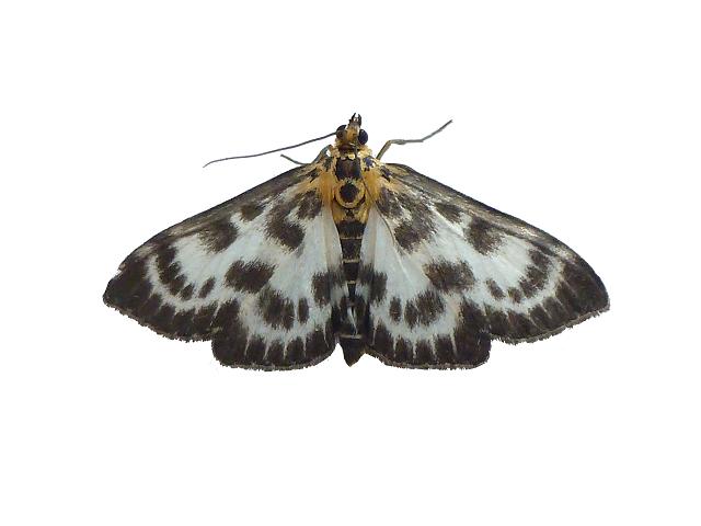 Eurrhypara hortulata Small Magpie Moth Images