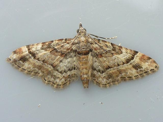 Gymnoscelis rufifasciata Double Striped Pug Moth Images