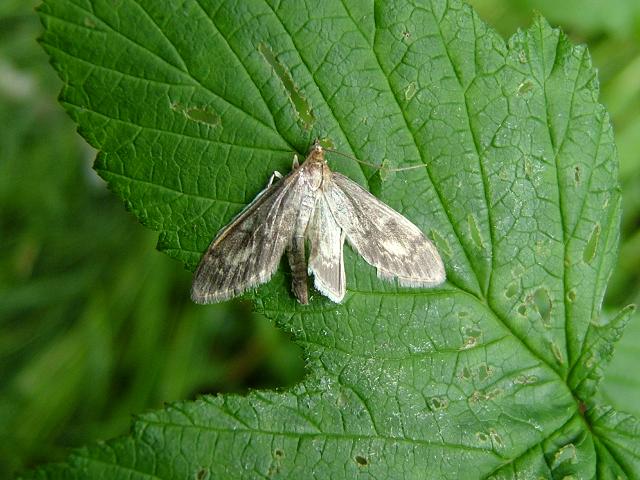 Perinephela lancealis Moth Images