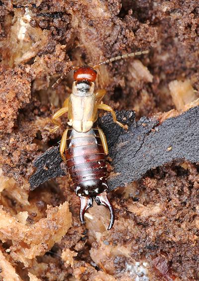 Earwig Dermaptera Images UK