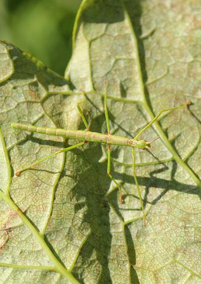 Stick Insect Phasmida Images UK