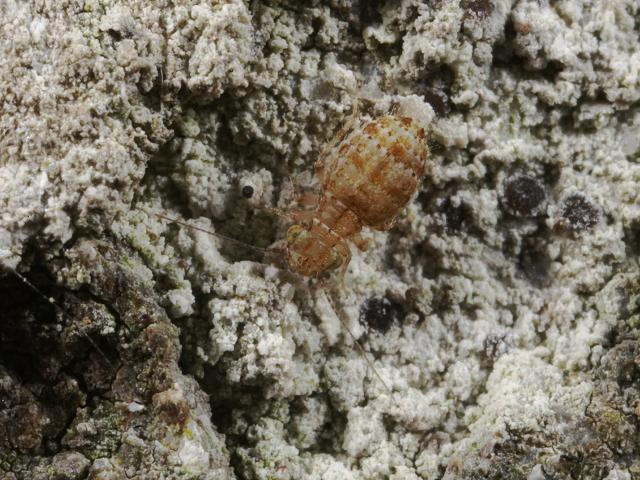 Cerobasis guestfalica Barkfly Psocoptera Images