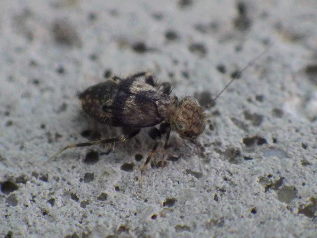 Pteroxanium kelloggi Barkfly Psocoptera Images