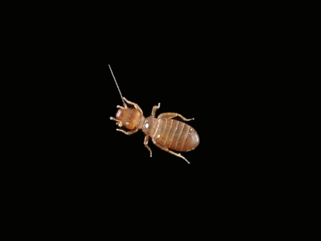 Barkfly Barkflies Booklice Psocoptera Images