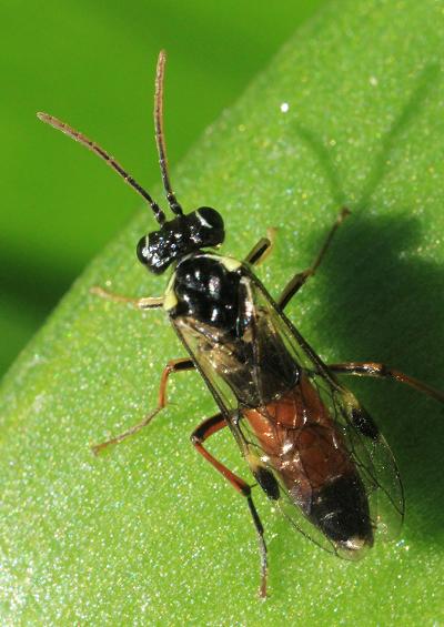 Sawflies Sawfly Hymenoptera Images UK